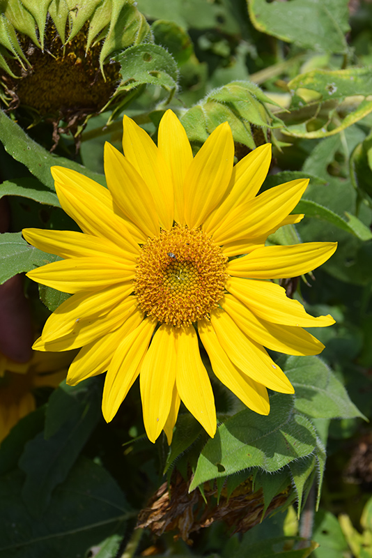 Suntastic Yellow with Clear Center Sunflower (Helianthus 'Suntastic Yellow with Clear Center') at Roger's Gardens