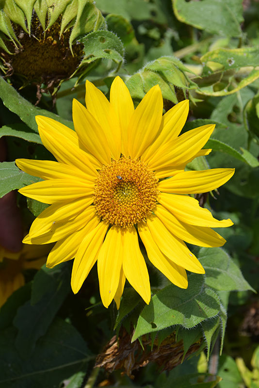 Suntastic Yellow with Clear Center Sunflower (Helianthus 'Suntastic ...