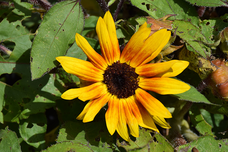 Suntastic Bicolor Yellow and Red (Helianthus 'Suntastic Bicolor Yellow and Red') at Roger's Gardens