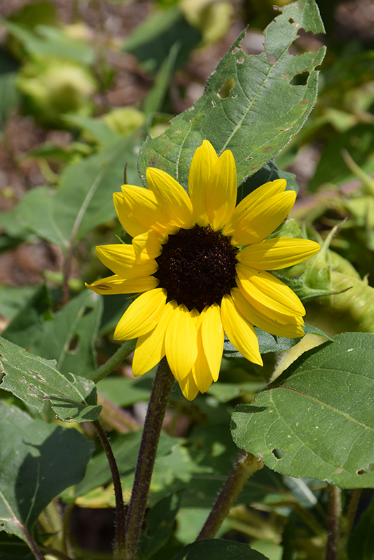 Suntastic Yellow with Black Center (Helianthus 'Suntastic Yellow with Black Center') at Roger's Gardens