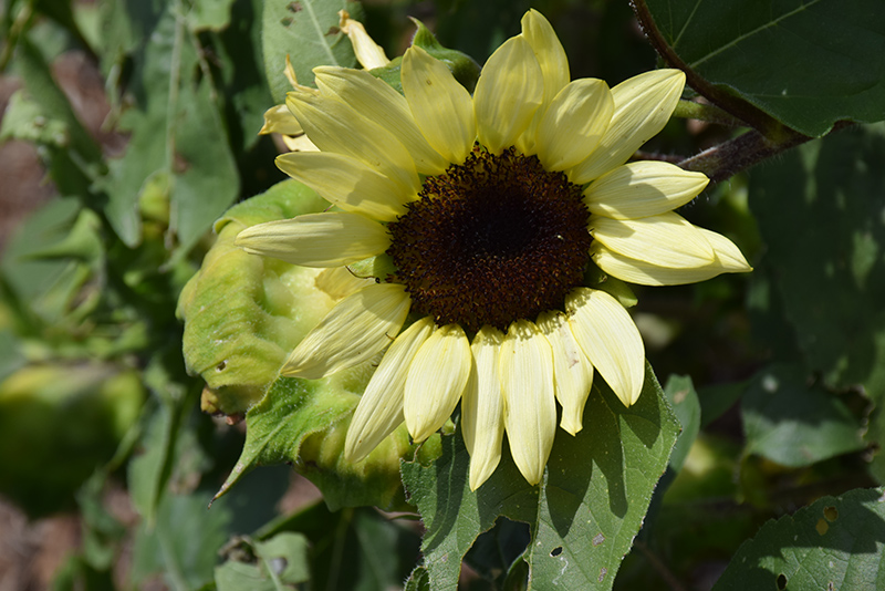 ProCut Lemon Sunflower (Helianthus annuus 'ProCut Lemon') at Roger's Gardens