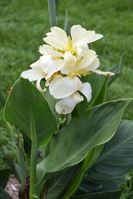 South Pacific White Canna (Canna 'South Pacific White') at Roger's Gardens