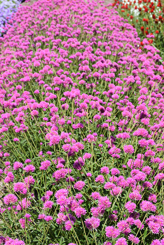 Truffula Pink Gomphrena (Gomphrena 'PAST0517E') at Roger's Gardens