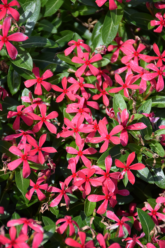 Soiree Kawaii Red Vinca (Catharanthus roseus 'Soiree Kawaii Red') at Roger's Gardens