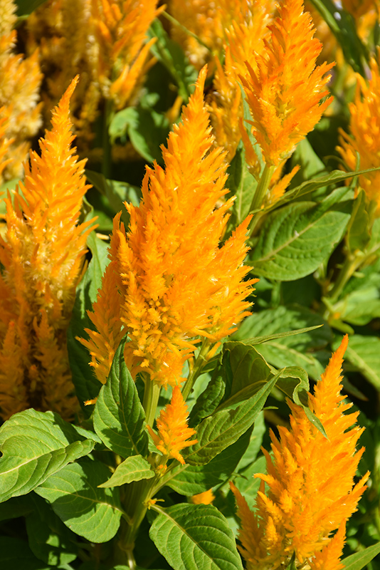 Fresh Look Gold Celosia (Celosia 'Fresh Look Gold') at Roger's Gardens