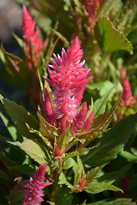 Kelos Fire Pink Celosia (Celosia 'Kelos Fire Pink') at Roger's Gardens