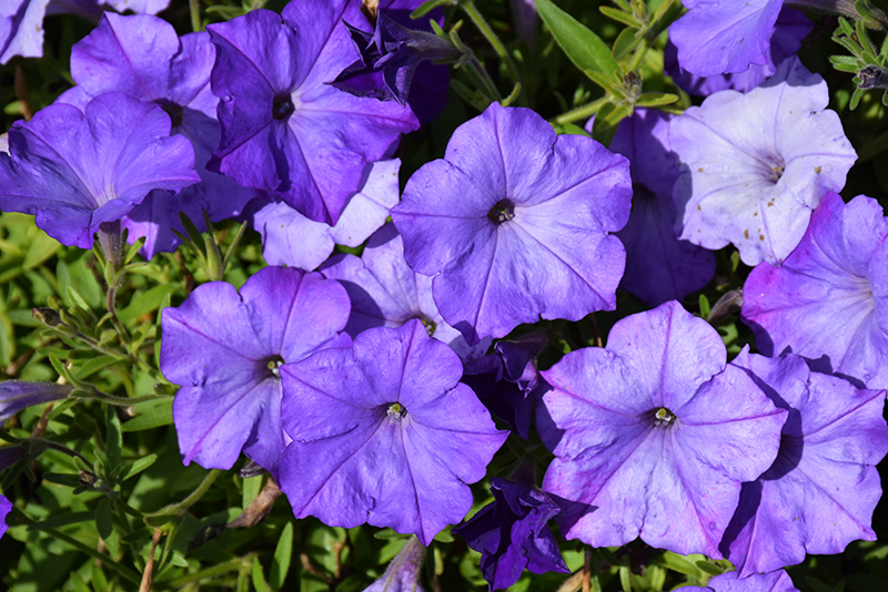 Easy Wave Lavender Sky Blue Petunia (Petunia 'Easy Wave Lavender Sky Blue') at Roger's Gardens
