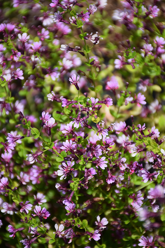 Pink Shimmer Cuphea (Cuphea ramosissima 'PAS1303307') in Orange County ...