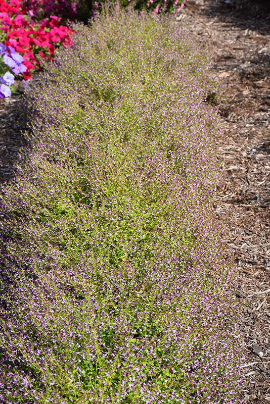 Pink Shimmer Cuphea (Cuphea ramosissima 'PAS1303307') in Orange County ...