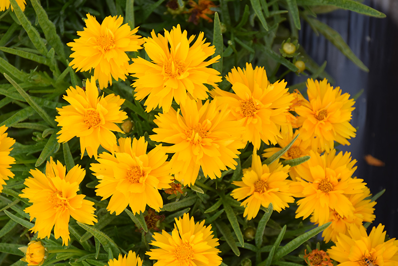 Double the Sun Tickseed (Coreopsis grandiflora 'Double the Sun') at Roger's Gardens