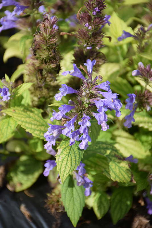 Prelude Blue Catmint (Nepeta subsessilis 'Balneplud') at Roger's Gardens