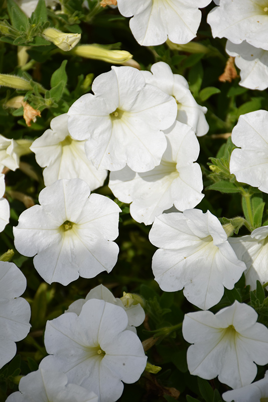 ColorRush White Petunia (Petunia 'ColorRush White') at Roger's Gardens