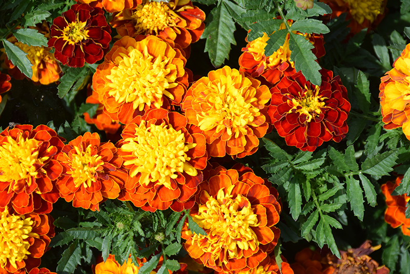 Super Hero Spry Marigold (Tagetes patula 'Super Hero Spry') at Roger's Gardens