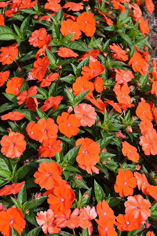 SunPatiens Vigorous Orange New Guinea Impatiens (Impatiens 'SunPatiens Vigorous Orange') at Roger's Gardens