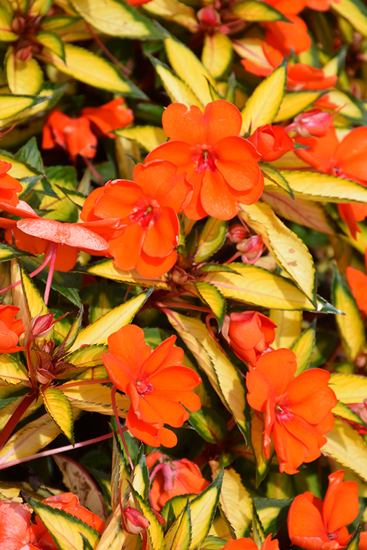 SunPatiens Vigorous Tropical Orange New Guinea Impatiens (Impatiens 'SAKIMP055') at Roger's Gardens
