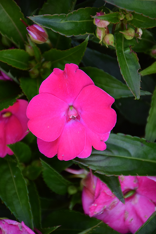 SunPatiens Vigorous Rose Pink New Guinea Impatiens (Impatiens 'SAKIMP052') at Roger's Gardens