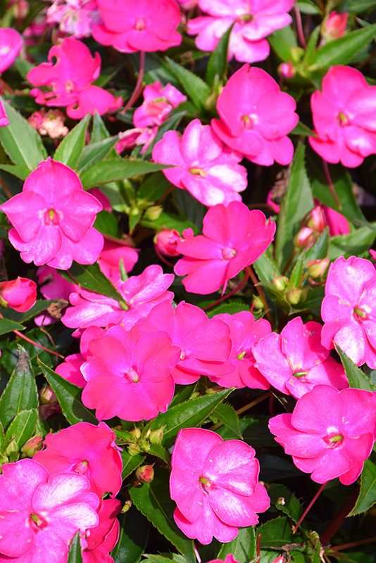 SunPatiens Vigorous Rose Pink New Guinea Impatiens (Impatiens 'SAKIMP052') at Roger's Gardens