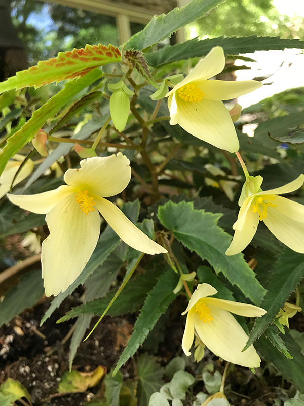 Bossa Nova Yellow Begonia (Begonia boliviensis 'Bossa Nova Yellow') at Roger's Gardens
