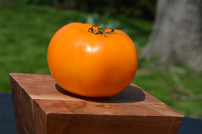 Jubilee Tomato (Solanum lycopersicum 'Jubilee') at Roger's Gardens