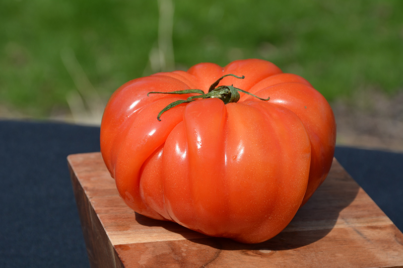 Costoluto Genovese Tomato (Solanum lycopersicum 'Costoluto Genovese') at Roger's Gardens