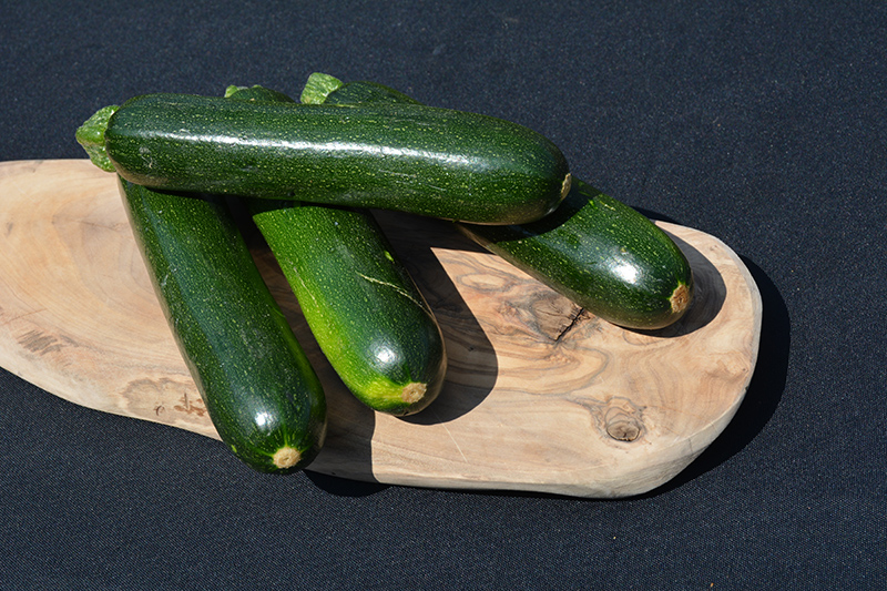 Spineless Perfection Zucchini (Cucurbita pepo var. cylindrica 'Spineless Perfection') at Roger's Gardens
