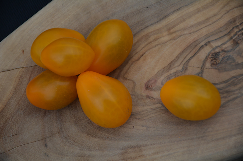 Yellow Jelly Bean Tomato (Solanum lycopersicum 'Yellow Jelly Bean') at Roger's Gardens