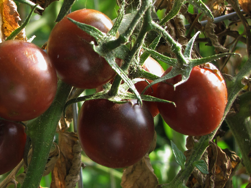 Black Cherry Tomato (Solanum lycopersicum 'Black Cherry') at Roger's Gardens