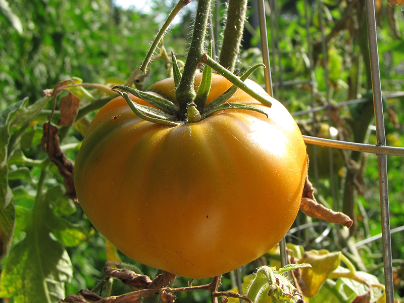 Carolina Gold Tomato (Solanum lycopersicum 'Carolina Gold') at Roger's Gardens