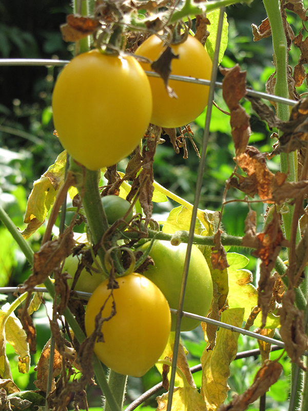 Yellow Plum Tomato (Solanum lycopersicum 'Yellow Plum') at Roger's Gardens