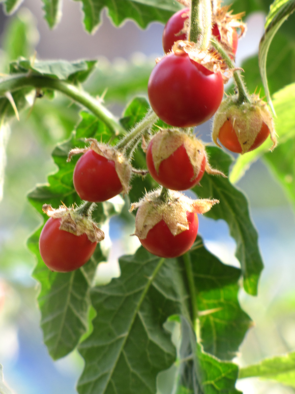 Litchi Tomato (Solanum sisymbriifolium) at Roger's Gardens