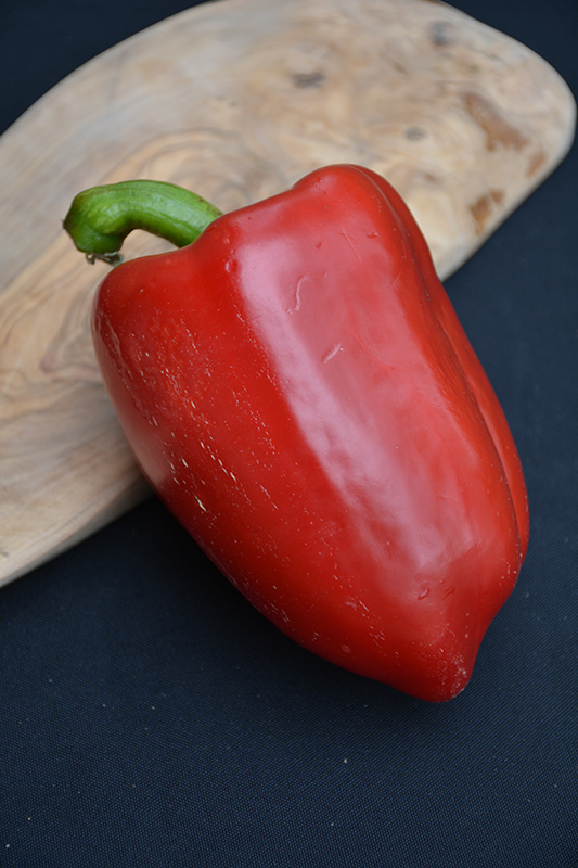 Red Beauty Pepper (Capsicum annuum 'Red Beauty') at Roger's Gardens