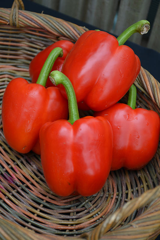 Red Bell Pepper (Capsicum annuum 'Red Bell') at Roger's Gardens