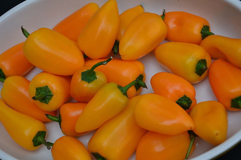 Snackabelle Yellow Sweet Pepper (Capsicum annuum 'Snackabelle Yellow') at Roger's Gardens