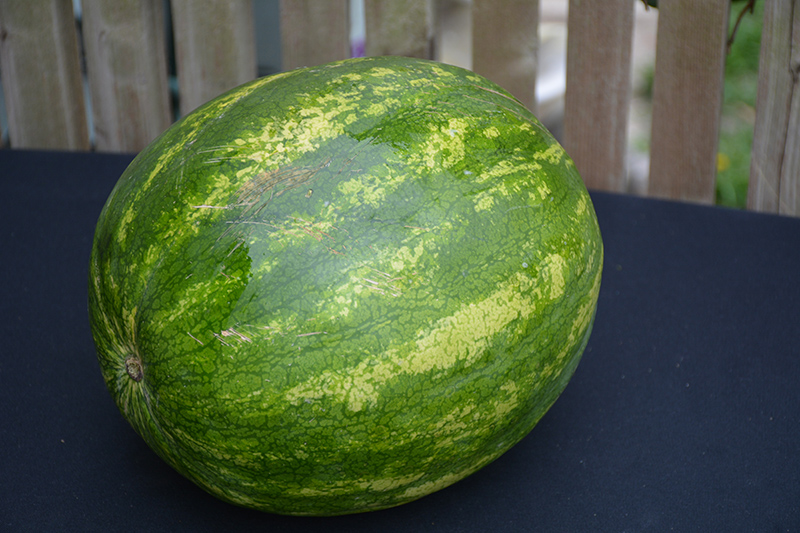 Solitaire Watermelon (Citrullus lanatus 'Solitaire') at Roger's Gardens