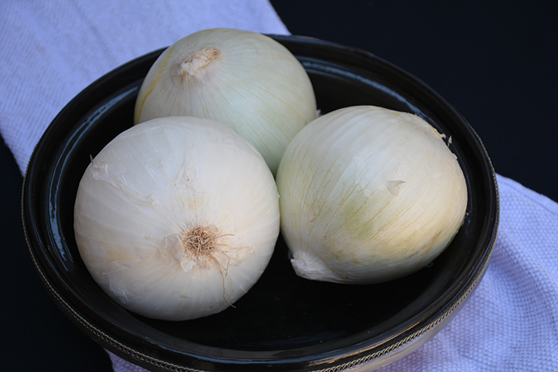 White Sweet Spanish Onion (Allium cepa 'White Sweet Spanish') at Roger's Gardens