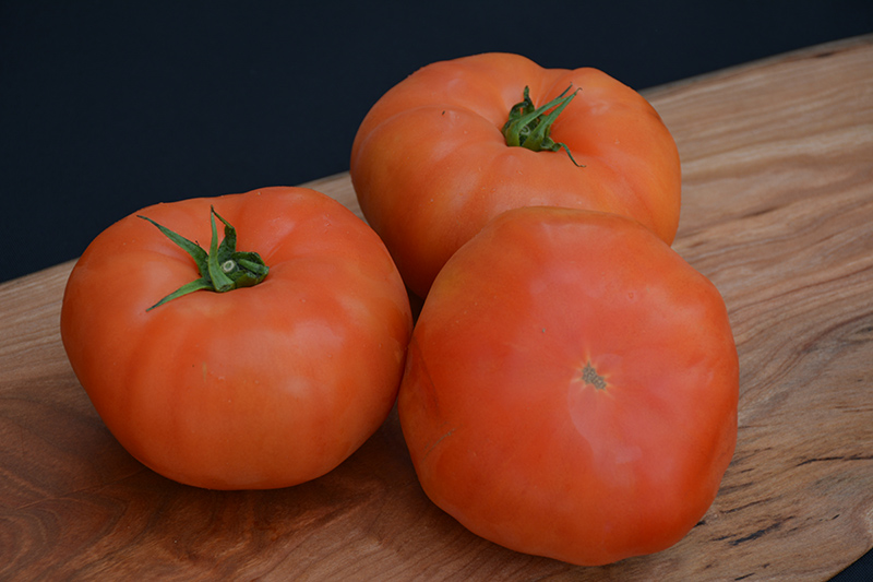 Classic Beefsteak Tomato (Solanum lycopersicum 'Beefsteak') at Roger's Gardens