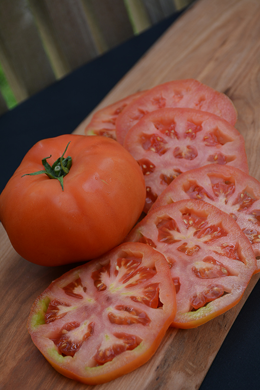 Supersteak Tomato (Solanum lycopersicum 'Supersteak') at Roger's Gardens