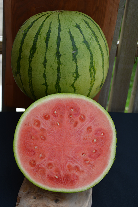 Mielhart Watermelon (Citrullus lanatus 'Mielhart') at Roger's Gardens