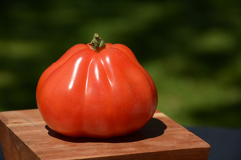 Periforme Abruzzese Tomato (Solanum lycopersicum 'Periforme Abruzzese') at Roger's Gardens