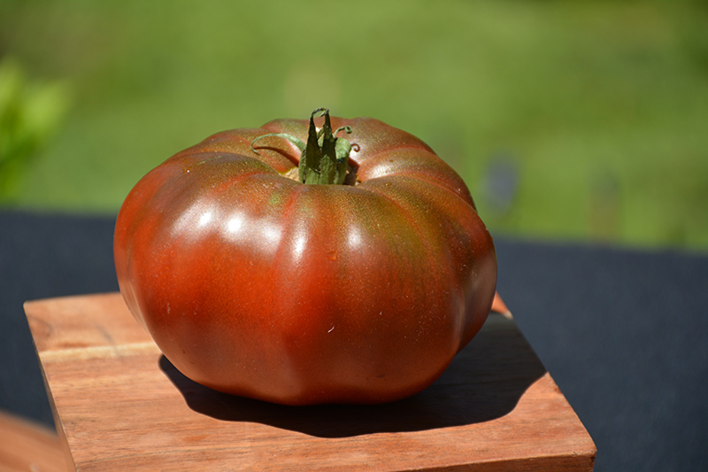 Black Krim Tomato (Solanum lycopersicum 'Black Krim') at Roger's Gardens