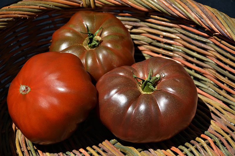 Cherokee Purple Tomato (Solanum lycopersicum 'Cherokee Purple') at Roger's Gardens