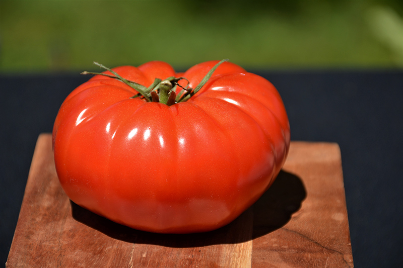 Champion Tomato (Solanum lycopersicum 'Champion') at Roger's Gardens
