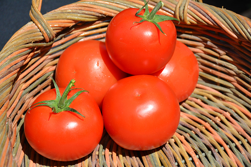 Celebrity Tomato (Solanum lycopersicum 'Celebrity') at Roger's Gardens