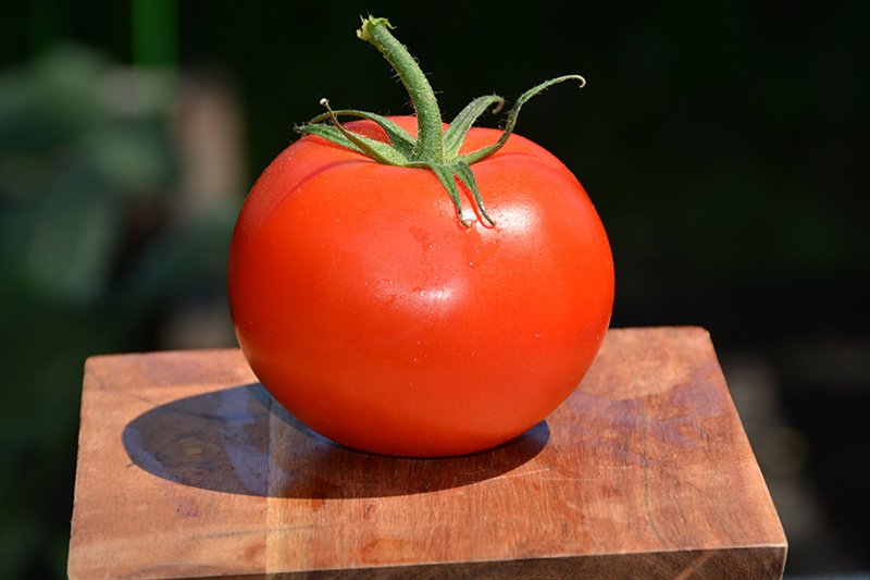 Marglobe Tomato (Solanum lycopersicum 'Marglobe') at Roger's Gardens