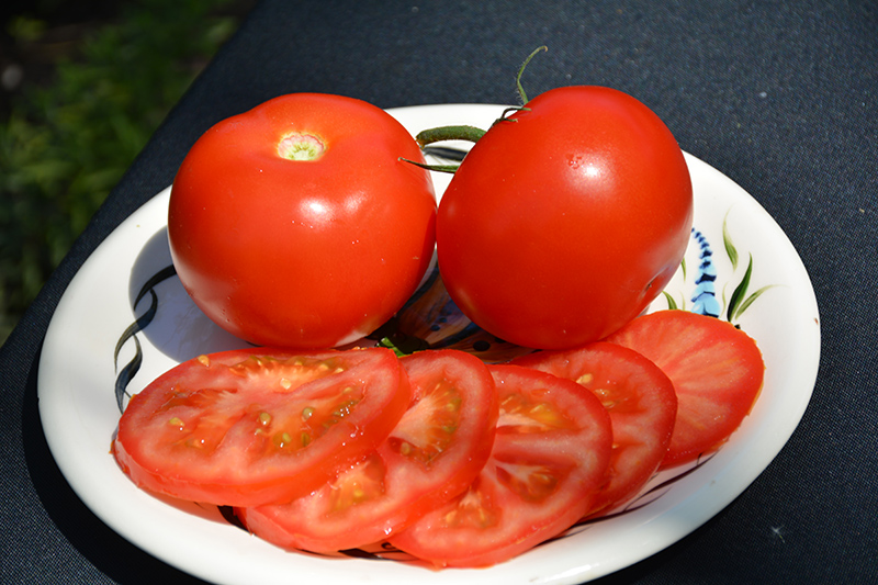 Burpee's Big Boy Tomato (Solanum lycopersicum 'Burpee's Big Boy') at Roger's Gardens