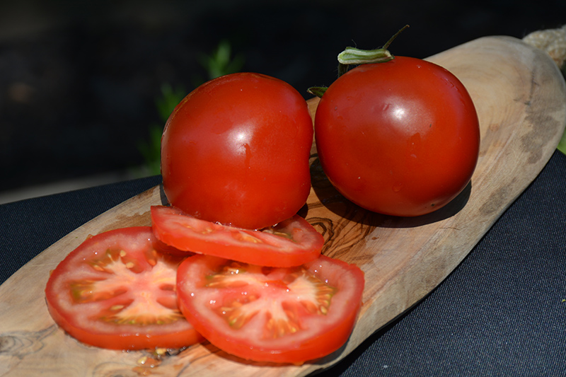 Bush Champion II Tomato (Solanum lycopersicum 'Bush Champion II') at Roger's Gardens