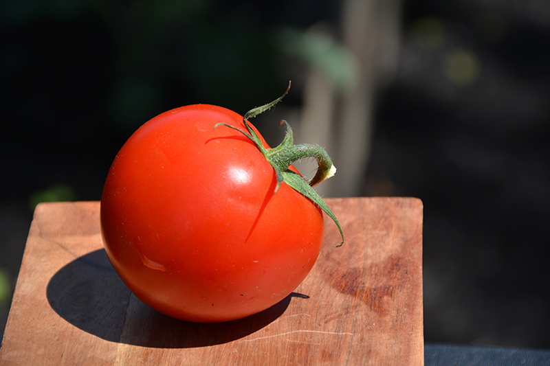Mountain Fresh Plus Tomato (Solanum lycopersicum 'Mountain Fresh Plus') at Roger's Gardens