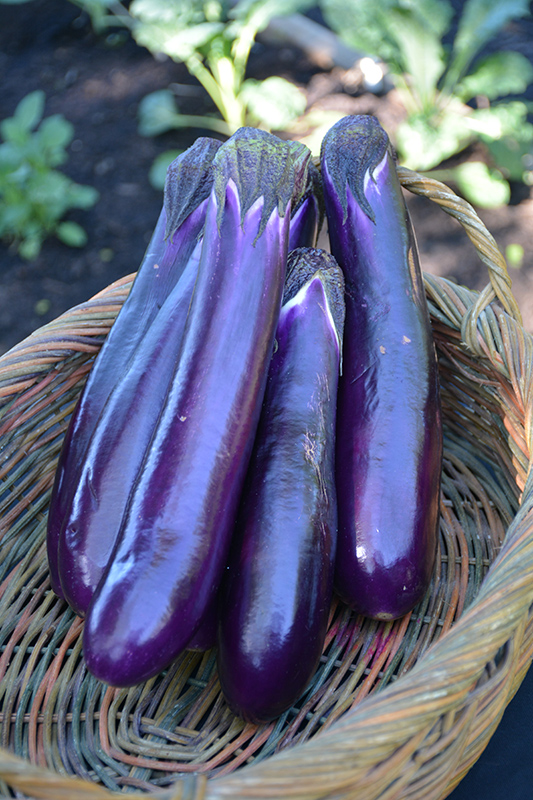 Hansel Eggplant (Solanum melongena 'Hansel') at Roger's Gardens