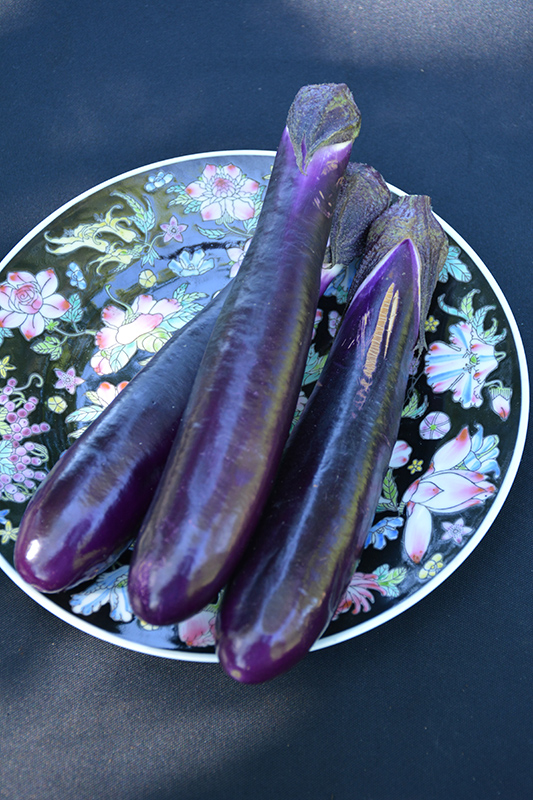 Shikou Eggplant (Solanum melongena 'Shikou') at Roger's Gardens