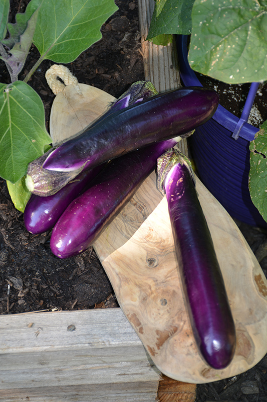 Millionaire Eggplant (Solanum melongena 'Millionaire') at Roger's Gardens